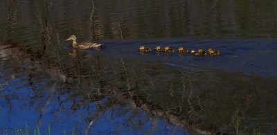 10083ducks.jpg