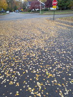 LEAVES ON PAVEMENT.jpg